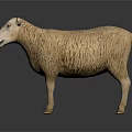 Realistic White Sheep With Thick Fluffy Wool Standing On Black Background Showing Detailed Features