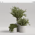 Three Bonsai Plants in White Cylindrical Pots with Lush Green Foliage