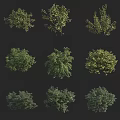 Various Green Shrubs With Diverse Leaf Shapes And Natural Foliage 3d model