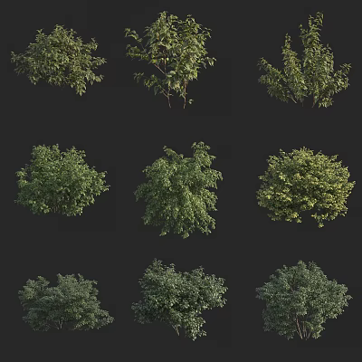 Various Green Shrubs With Diverse Leaf Shapes And Natural Foliage 3d model