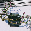 Traditional Chinese Garden Rockery Stone With Peach Blossom Branch White Wall And Moss