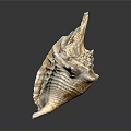 Beautiful Orange White Conch Shell With Spiral Texture On Dark Background