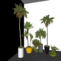 Bonsai Potted Plants Indoor Various Tropical Species With Colored Pots And Heights