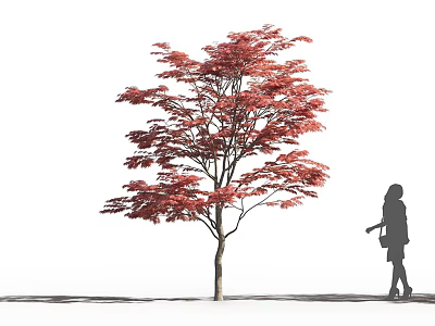 Tall Tree With Vibrant Red Leaves And Woman Silhouette In White Background 3d model