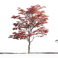 Tall Tree With Vibrant Red Leaves And Woman Silhouette In White Background