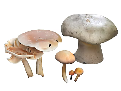 Variety of Fresh Edible Mushrooms with Different Sizes and Various Types 3d model