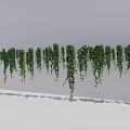 Hanging Basket Plants With Trailing Green Vines For Indoor Wall Decor