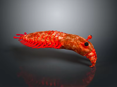 Vibrant Red Crustacean Creature Features Curved Body Shiny Exoskeleton And Black Eyes Antennae 3d model