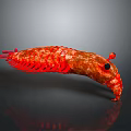Vibrant Red Crustacean Creature Features Curved Body Shiny Exoskeleton And Black Eyes Antennae