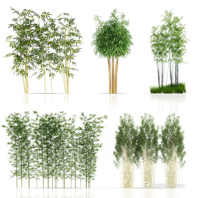 Different Bamboo Varieties Showcasing Tall Stems Clumping Growth And Lush Green Leaves 3d model 