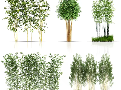 Different Bamboo Varieties Showcasing Tall Stems Clumping Growth And Lush Green Leaves 3d model