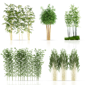 modern bamboo plant green plant 3d model