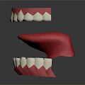 3D Dental Model Showing Upper Lower Jaw With Red White Teeth Structure