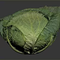 Fresh Green Cabbage with Vibrant Leaves Isolated on Dark Background Surface 3d model