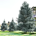 Garden Decor With Evergreen Trees And Person Silhouette In Lush Foliage