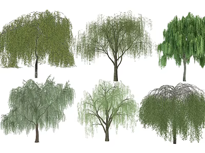 Various Forms of Weeping Willow Trees with Green Foliage and Hanging Branches 3d model