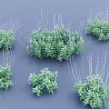 Green Herb Plants With Purple Small Flowers In Clustered Natural Growth
