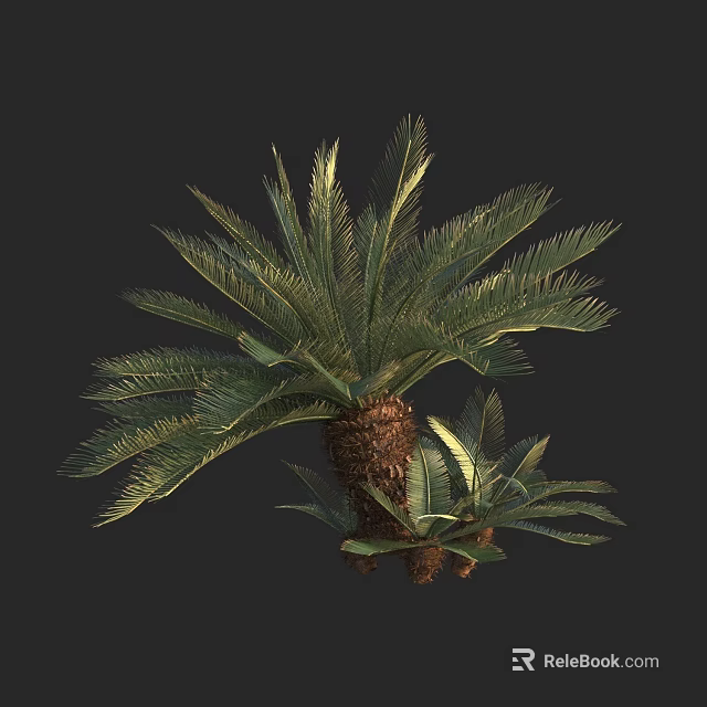 Tropical Palm Tree With Thick Trunk Large Feathery Fronds And Small Saplings 3d model 