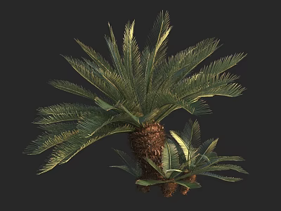 Tropical Palm Tree With Thick Trunk Large Feathery Fronds And Small Saplings 3d model