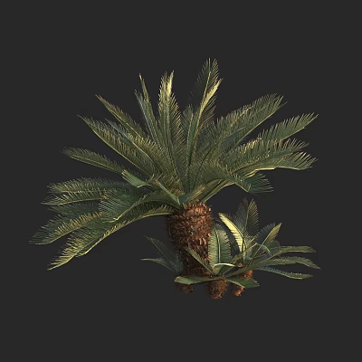 Modern cycad tree phoenix tail iron phoenix tail pine iron tree flower phoenix tail banana 3d model