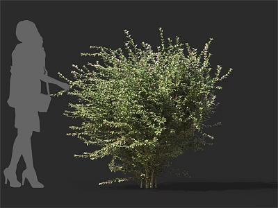 Lush Green Bushy Shrub in Outdoor Landscape With Human Figure for Size Reference 3d model
