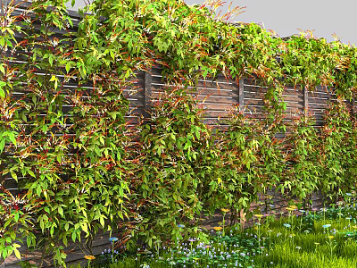 Lush Green Vines Covering Wooden Fence With Grass And Small Flowers 3d model