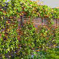 Modern Vine Climbing Vine 3d model