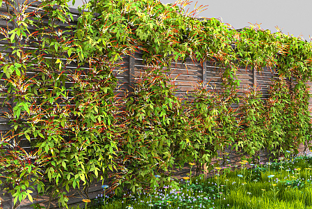 Modern Vine Climbing Vine 3d model