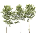 Three Arbor Trees With Tall Straight Trunks And Lush Green Foliage 3d model