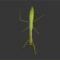 Green Praying Mantis With Long Legs And Distinctive Posture On Dark Background