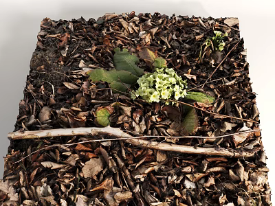 Small Yellow Flowers Growing Amidst Dead Leaves Green Leaves And Twigs 3d model