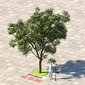 Outdoor Silk Tree with Person Standing on Paved Ground and Green Circular Area 1 Meter