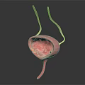 3D Anatomical Model of Human Bladder Showing Ureter and Urethra Structure