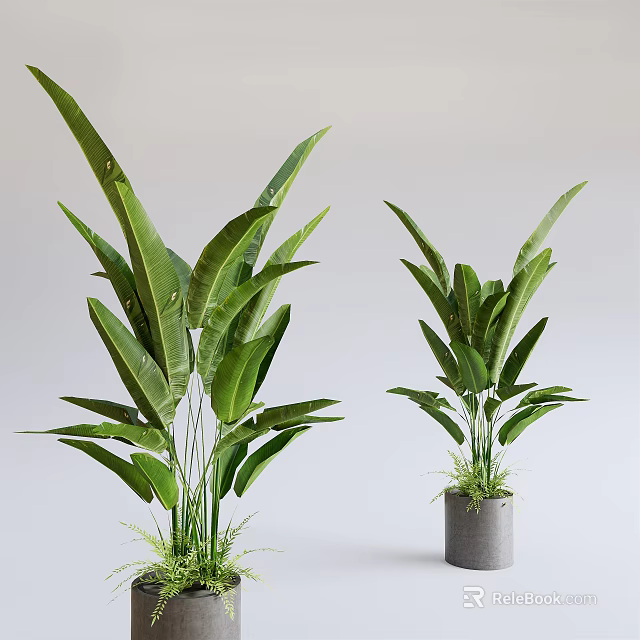 Large Leaf Green Potted Plants In Modern Gray Planters For Indoor Decor 3d model 