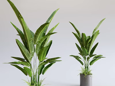 Large Leaf Green Potted Plants In Modern Gray Planters For Indoor Decor 3d model