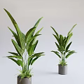 Large Leaf Green Potted Plants In Modern Gray Planters For Indoor Decor