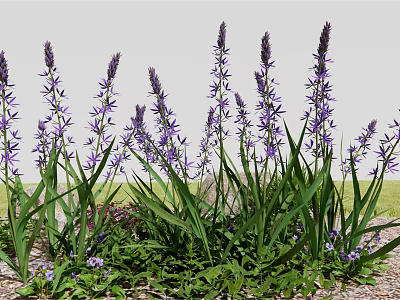 Purple Flowers With Tall Stems And Green Leaves In Garden Setting 3d model