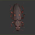 Detailed Reddish Brown Spotted Beetle With Red Legs On Dark Background