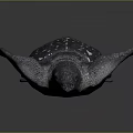 Sea Turtle With Dark Shell And White Spots Resting On Dark Background 3d model