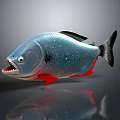 Piranha Fish With Sharp Teeth Blue Body Silver Shimmer Black Fins And Red Underbelly