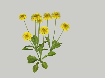Yellow Dandelion Flowers With Green Leaves And Stems On Gray Background 3d model