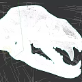 Detailed Yellowish White Animal Skull With Sharp Canine Teeth And Bone Structure