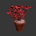 Vibrant Red Leaf Plant in Terracotta Pot with White Pebbles Decoration