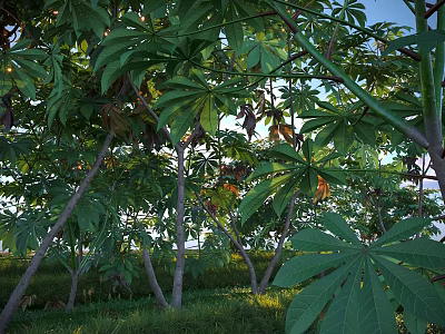 Lush Arbor With Green Leaves Tree Trunks And Sunlit Natural Grass 3d model