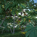 Landscape Shrub Shrub Plant Combination Natural Landscape Arbor Tree 3d model