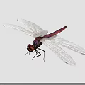 Purple Dragonfly With Red Eyes And Transparent Wings On Black Background 3d model