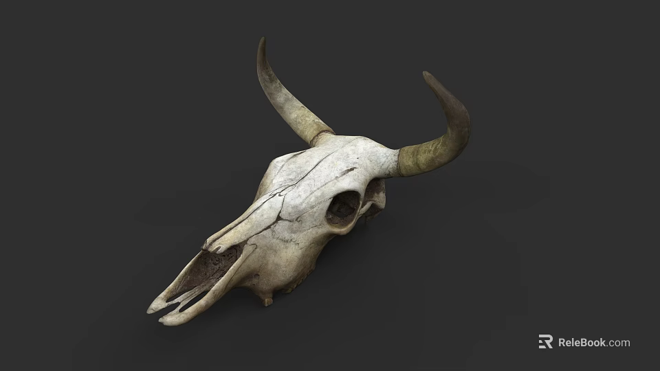 Cow Skull With Curved Horns Natural Texture Isolated On Dark Background 3d model 