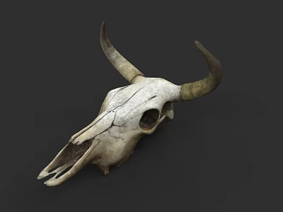 Cow Skull With Curved Horns Natural Texture Isolated On Dark Background 3d model