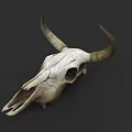 Cow Skull With Curved Horns Natural Texture Isolated On Dark Background