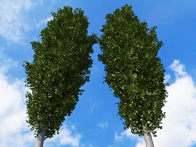Two Tall Arbor Trees With Lush Green Foliage Against Blue Sky And White Clouds 3d model